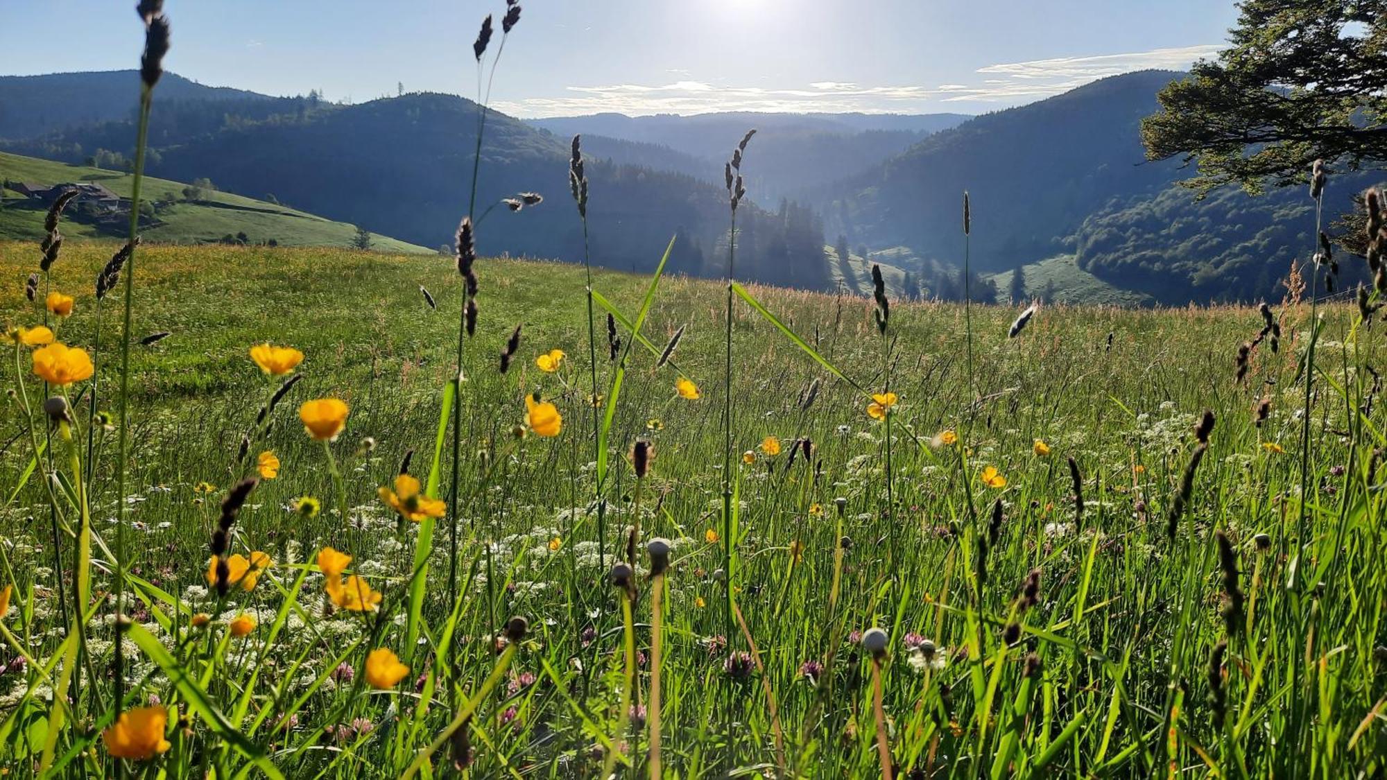 Gruener Baum Naturparkhotel & Schwarzwald-Restaurant Todtnau Luaran gambar